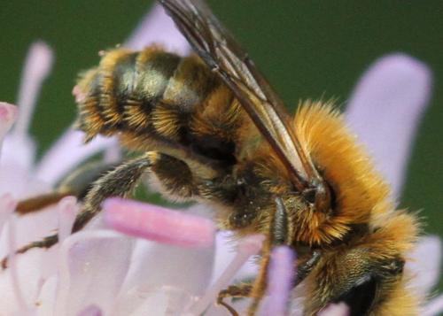 Osmia leaiana